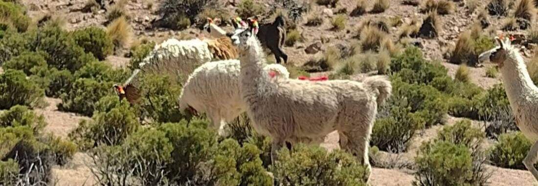 Llamas en el altiplano